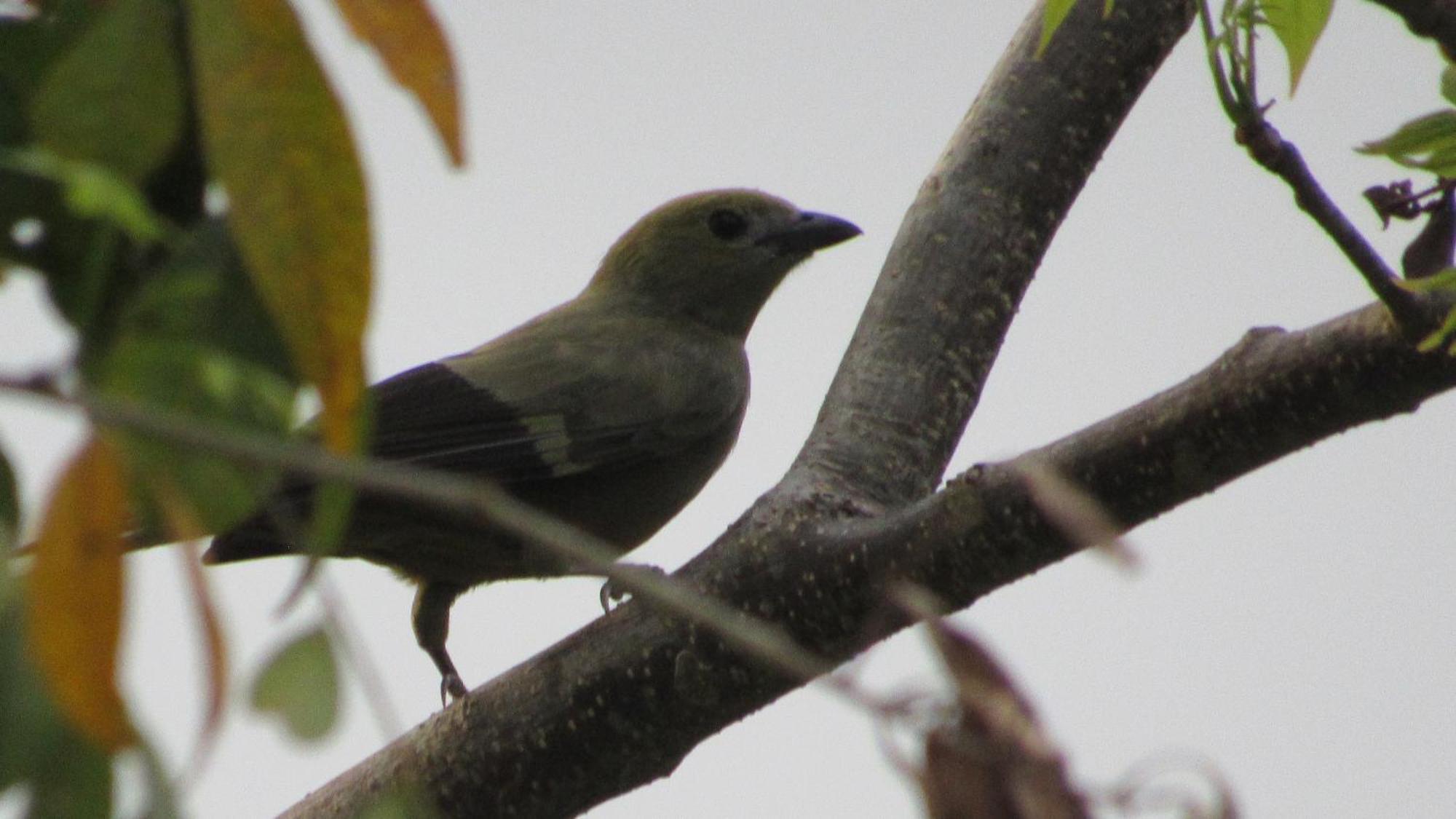 Hostal Mirador Dentro Del Parque Tayrona Zaino Kültér fotó