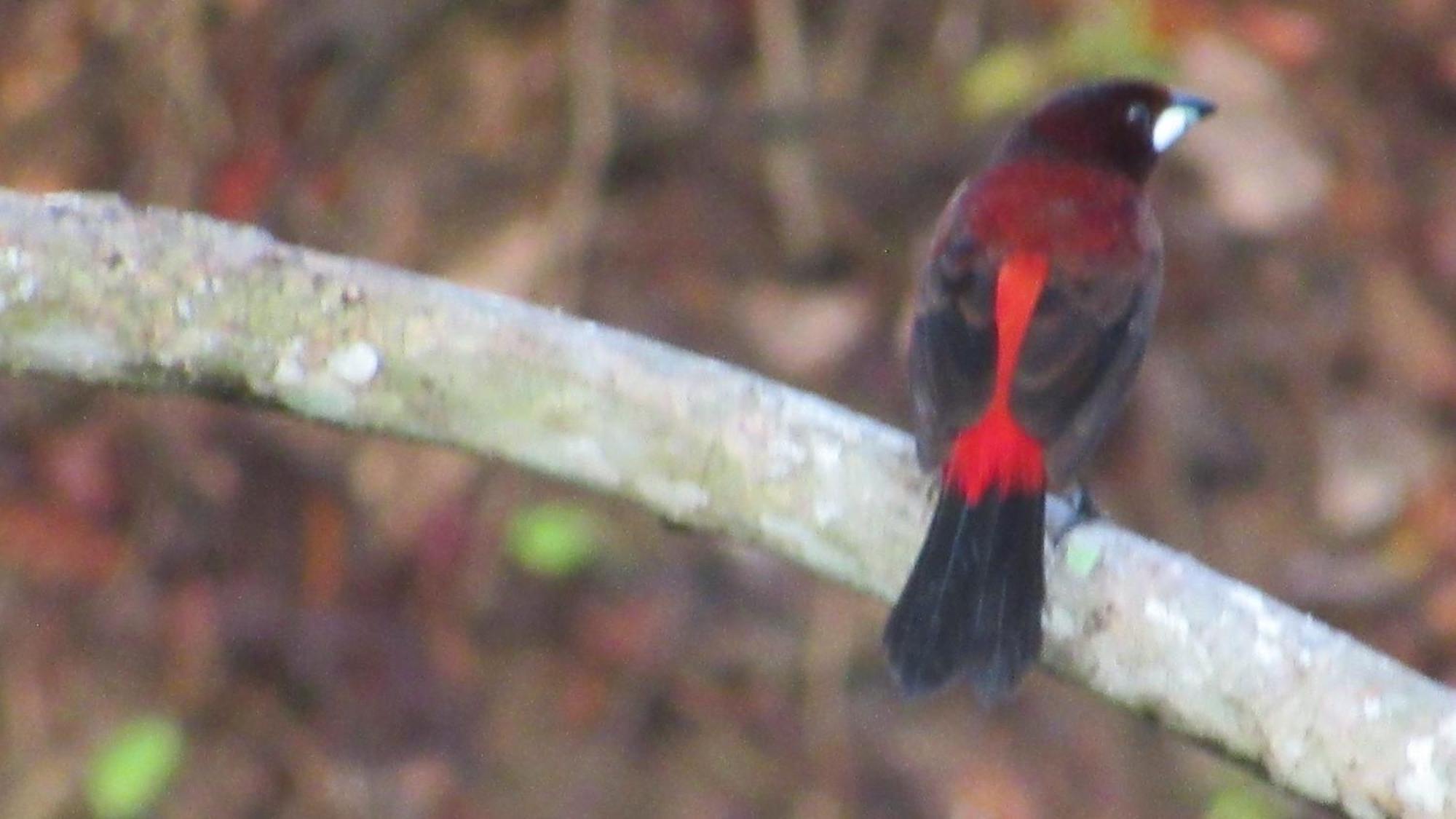 Hostal Mirador Dentro Del Parque Tayrona Zaino Kültér fotó